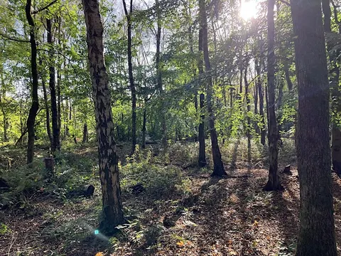 Woodland Whittling: Carve, Create & Connect, photographed by The Laudato Si Centre